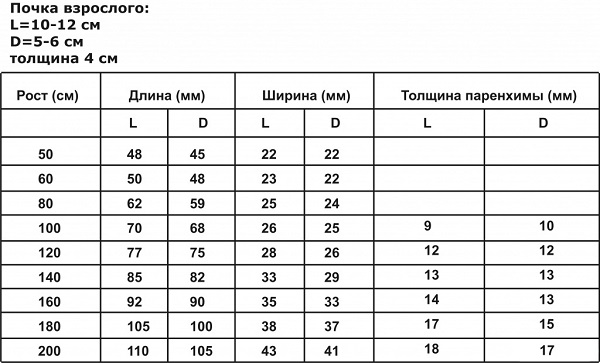 razmery-pochek-norma (600x363, 54Kb)