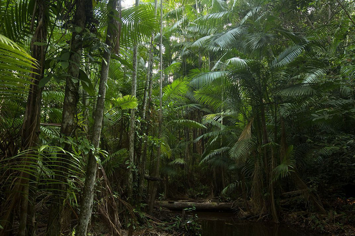 01-blood-jungle-brazil-amazon (700x466, 463Kb)