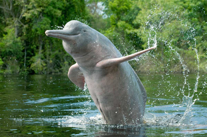 Amazonian-Dolphins-Wallpaper-For-PC (700x465, 403Kb)