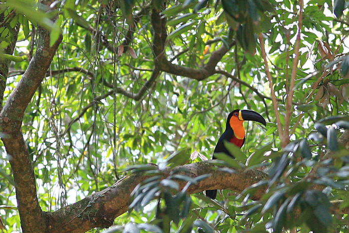 Brazil-Rainforest (700x466, 539Kb)