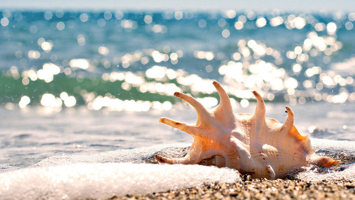 beautiful-shell-hd-sea-wallpapers-sand-ocean-summer-sun-beautiful-places-swimming-happiness-1805x1015 (700x393, 113Kb)