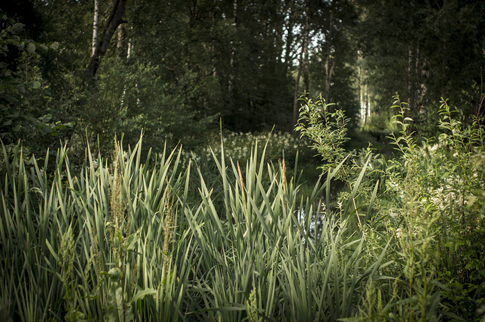 4213829__DSC1710 (700x464, 472Kb)