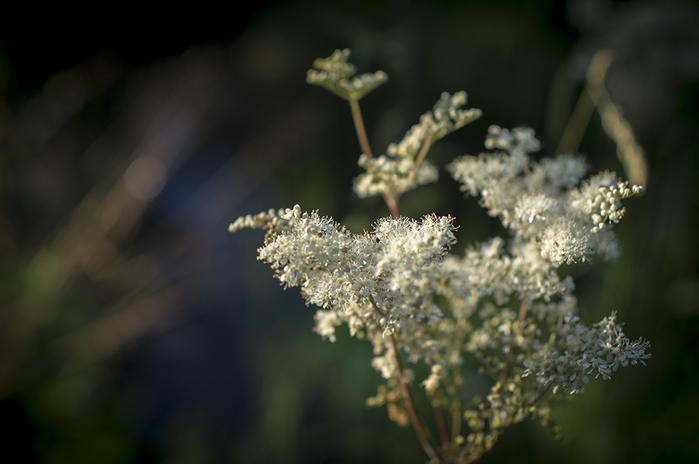 4213829__DSC1747 (700x464, 204Kb)