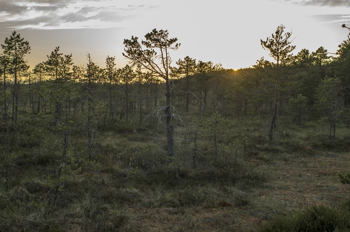 4213829__DSC1474 (700x465, 255Kb)