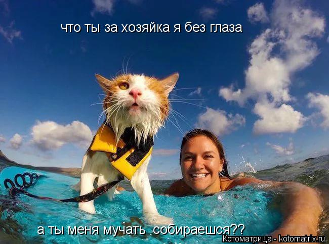 kotomatritsa_8C (650x483, 240Kb)