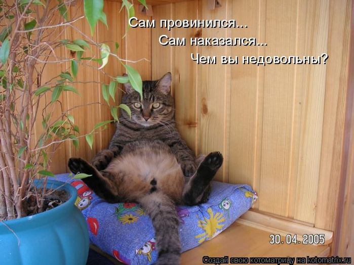 kotomatritsa_C (700x524, 384Kb)