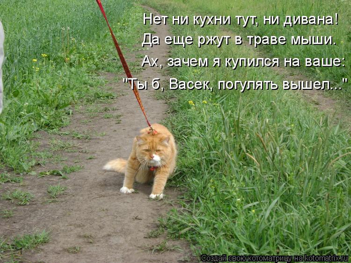 kotomatritsa_V (700x524, 461Kb)