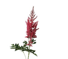 astible-paul-gaarder (220x190, 18Kb)