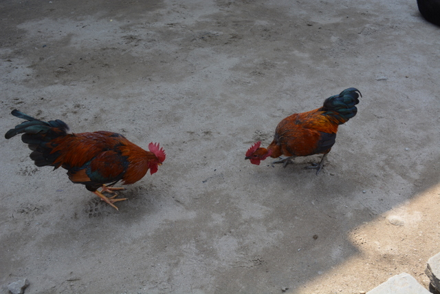 DSC_0044 (640x427, 258Kb)