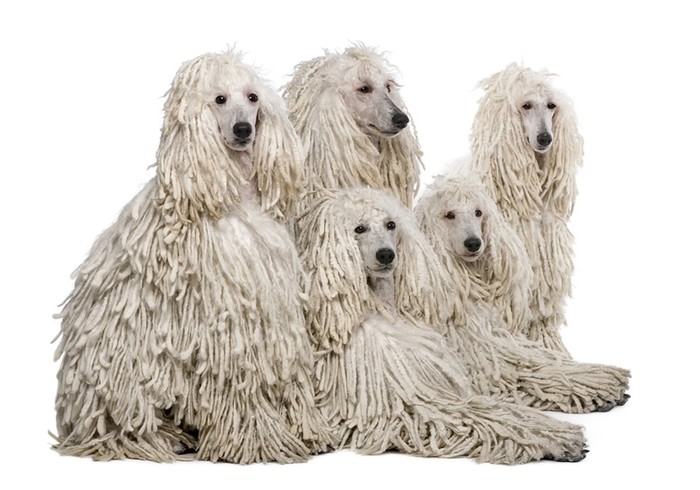 Породы собак с дредами: фото и названия самых лохматых пород