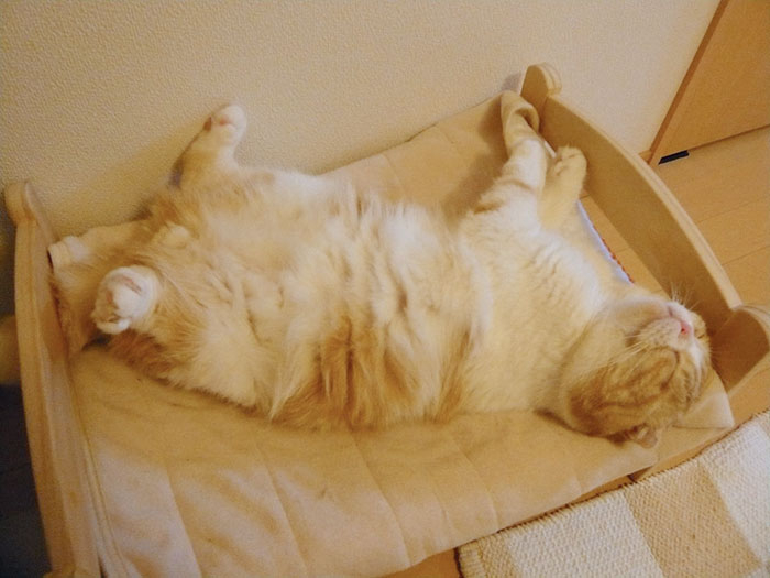 лежанки для кошек