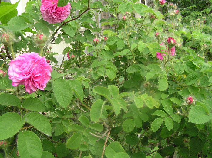 P3070002 (700x523, 556Kb)