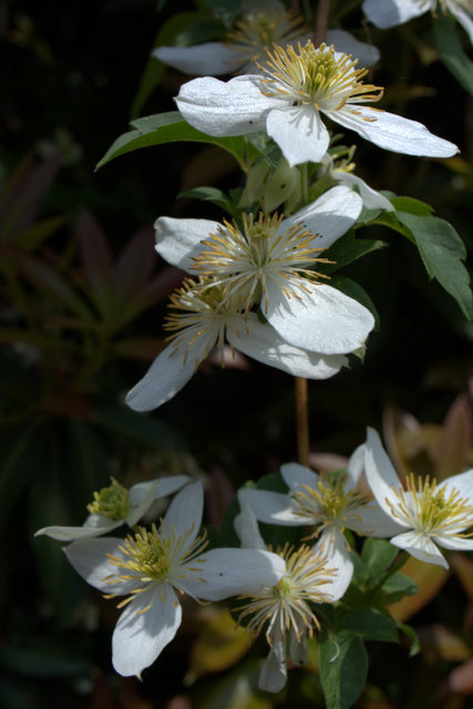 DSC_0435 (427x640, 156Kb)