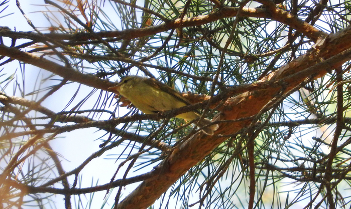 2LKPvQ5rBMo (700x417, 490Kb)