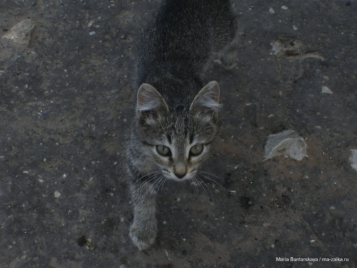 IMG_2977 (700x525, 457Kb)