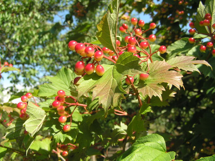 P7190095 (700x523, 531Kb)