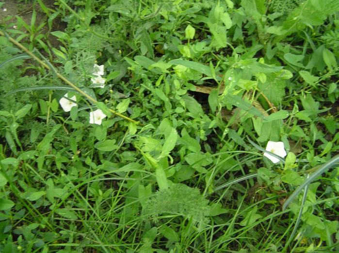 P7260004 (700x523, 580Kb)