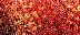 0_13b623_b9329f59_L (72x32, 8Kb)