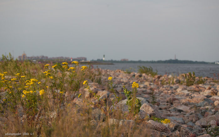 IMG_4331_edit (700x439, 312Kb)