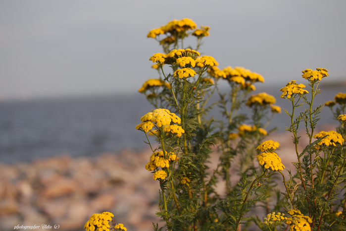 IMG_4329_edit (700x466, 414Kb)