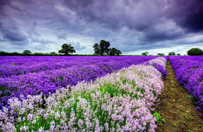 Lavender-fields1 (700x455, 430Kb)
