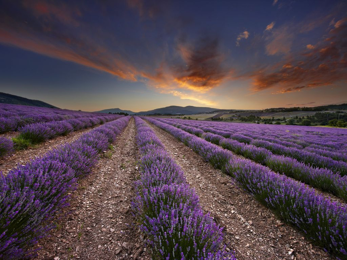 Lavender-fields3 (700x525, 429Kb)