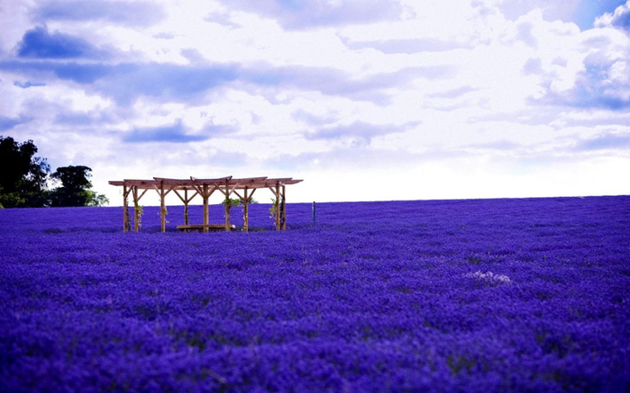 Lavender-fields5 (700x437, 290Kb)