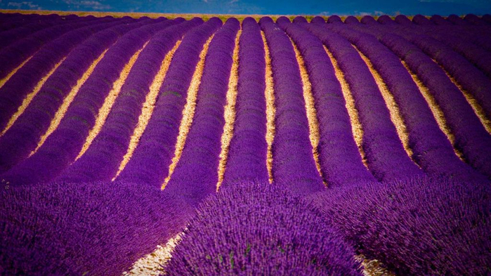 Lavender-fields7 (700x393, 368Kb)