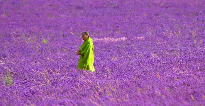 Lavender-fields11 (700x363, 343Kb)