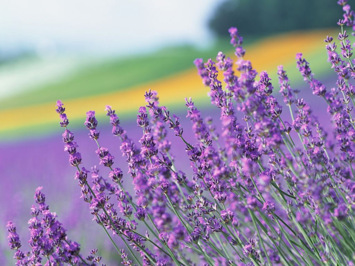 Lavender-fields13 (700x525, 406Kb)