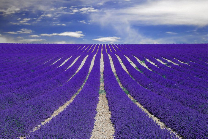 Lavender-fields15 (700x470, 419Kb)