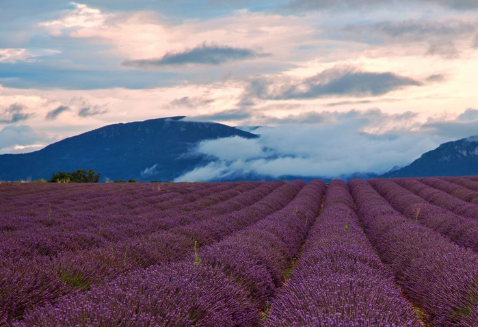Lavender-fields17 (700x478, 353Kb)