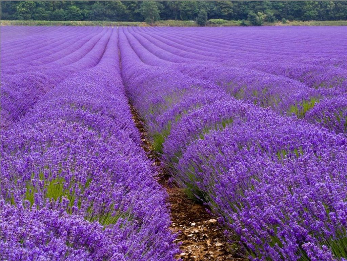 Lavender-fields19 (700x526, 499Kb)
