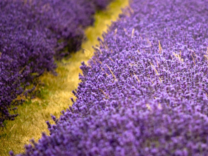Lavender-fields23 (700x525, 431Kb)