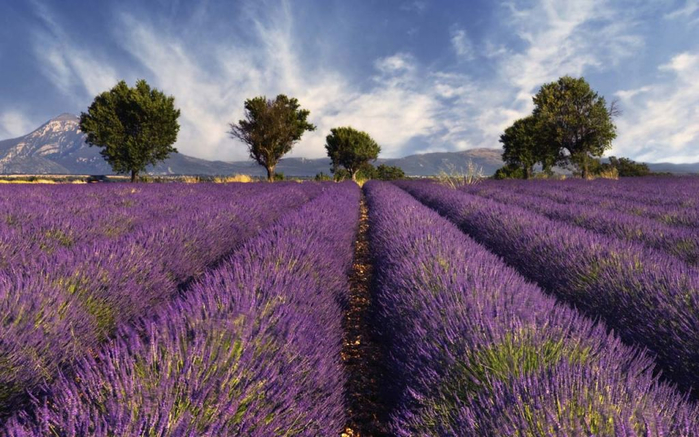 Lavender-fields25 (700x437, 364Kb)