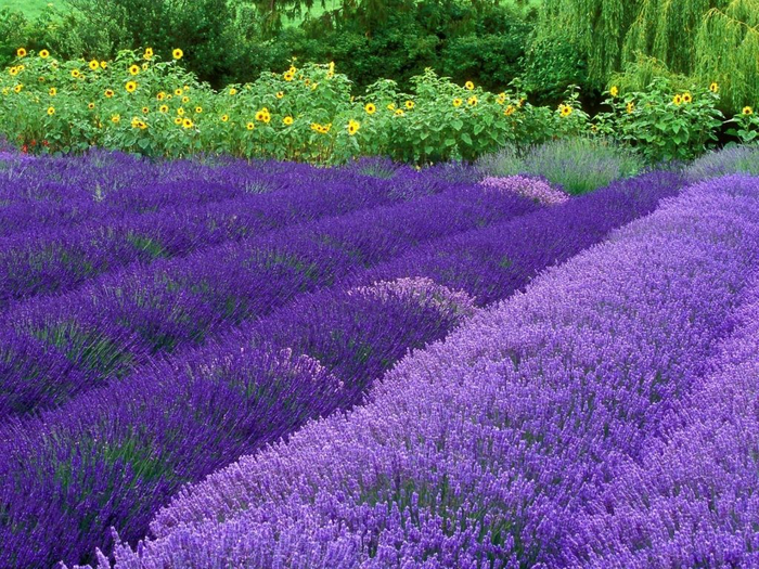 Lavender-fields28 (700x525, 553Kb)