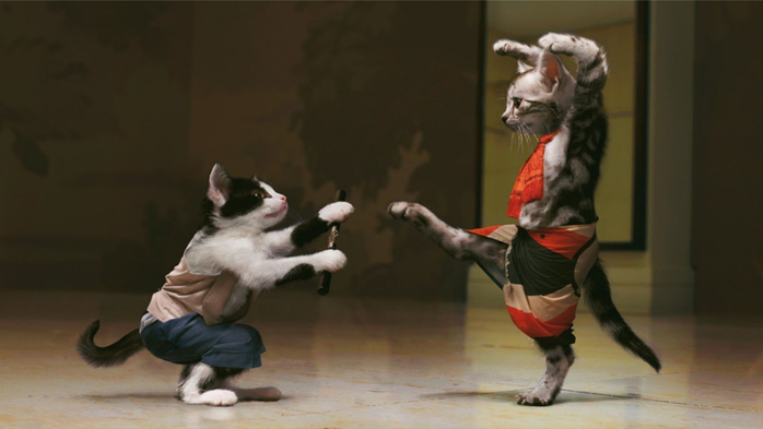 cat-humor-kung-fu-performance-art-228666 (700x393, 186Kb)