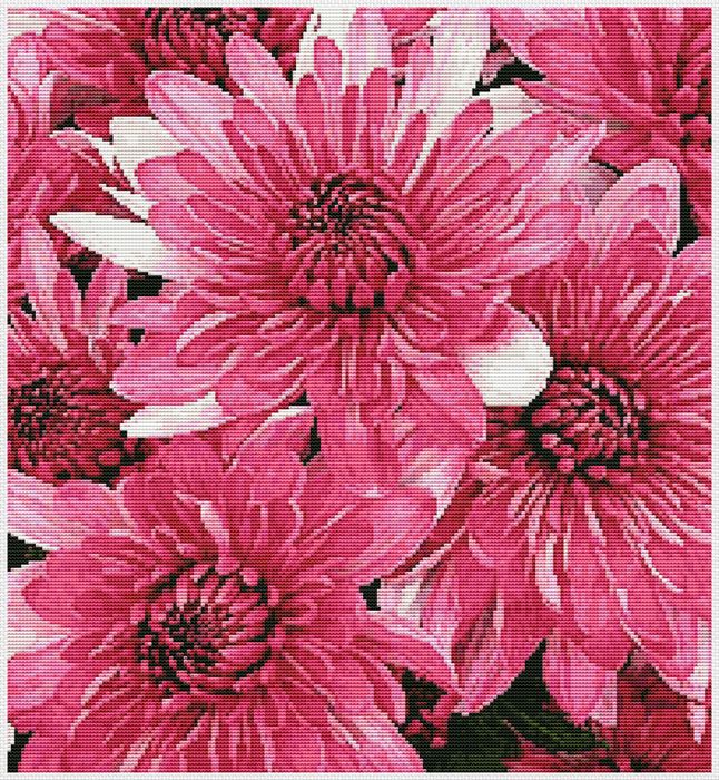 Pink Chrysanthemums (646x700, 861Kb)