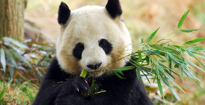 panda-kitay (700x360, 61Kb)