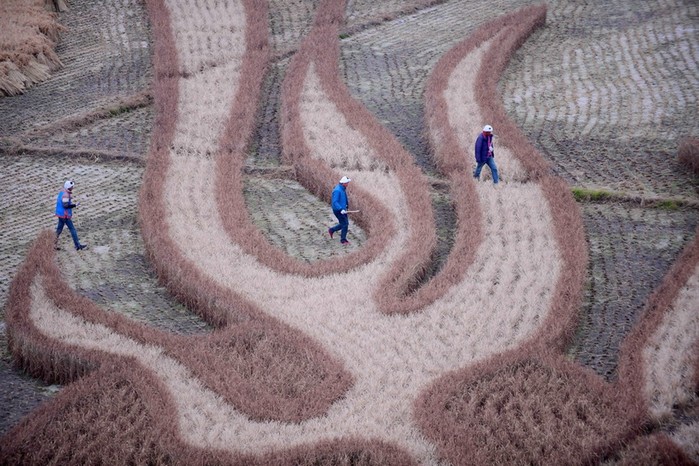 Картины на рисовых полях в Японии: оригинальный способ привлечения туристов