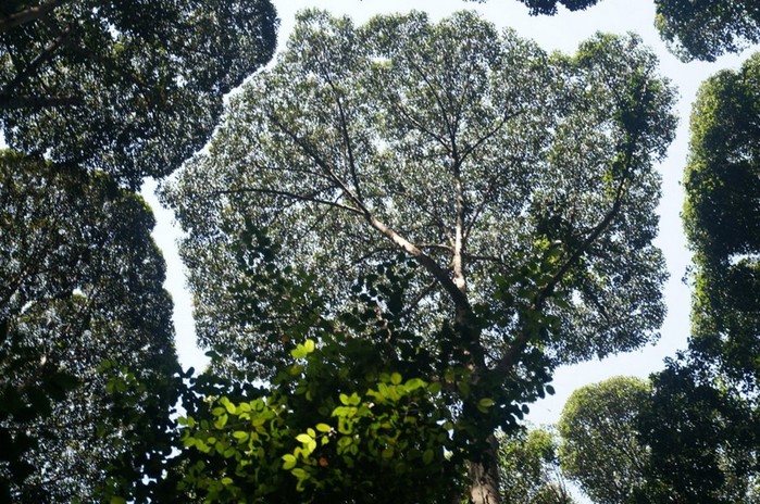 Застенчивость кроны: необычный природный феномен у некоторых деревьев