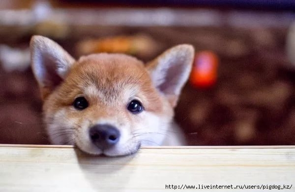 6309789_IMG_2170 (600x392, 93Kb)