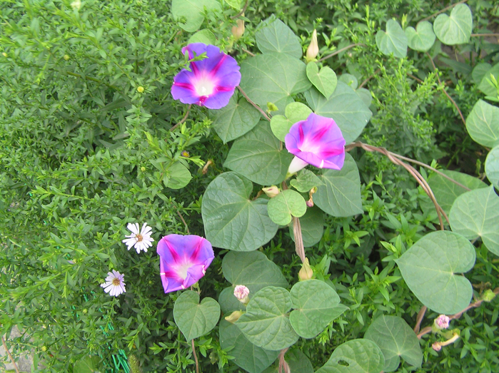 P8010001 (700x523, 570Kb)