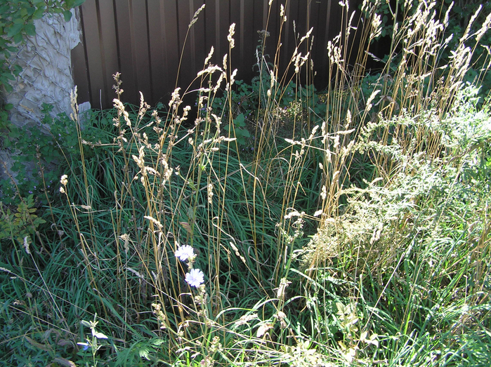 P8090027 (700x523, 670Kb)