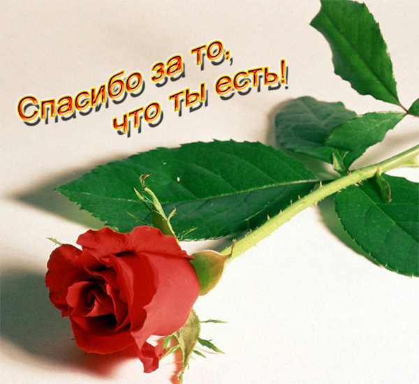 Картинки моей единственной, картинку про