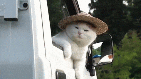 99px_ru_animacii_16901_belij_kot_v_shljape_vigljadivaet_iz_okna_avtomobilja (480x270, 2083Kb)