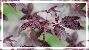 maple-leaf-2768844_960_720 (300x169, 13Kb)