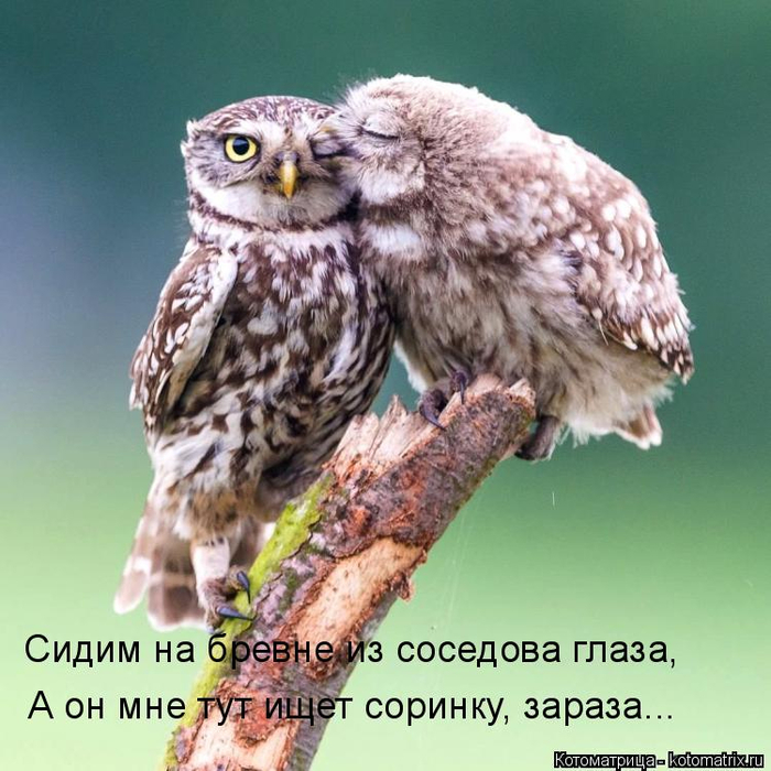 https://img0.liveinternet.ru/images/attach/d/0/143/41/143041024_kotomatritsa__.jpg