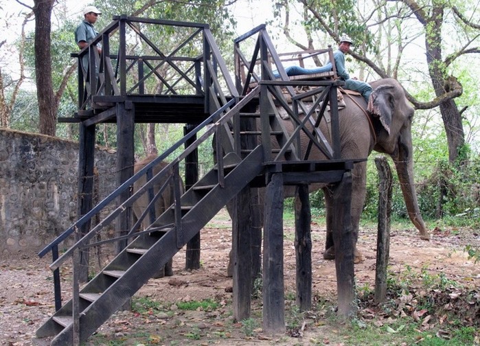 Из жизни слонов в национальном парке Читван в Непале: фотографии