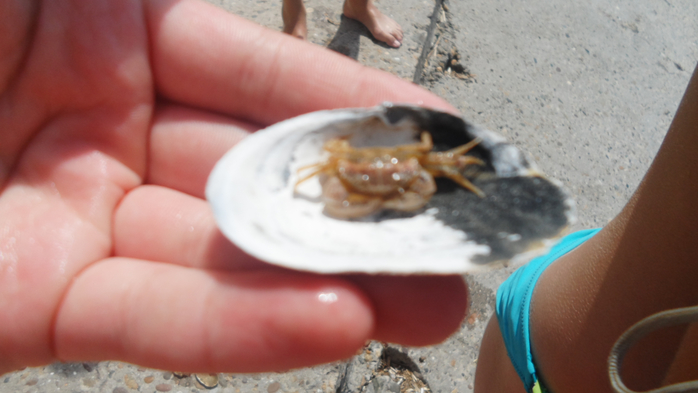 SAM_3012 (700x393, 246Kb)